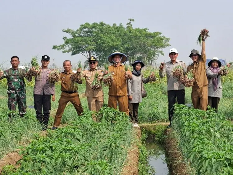 Pemkab Serang Panen Bawang Merah untuk Dorong Produktivitas Petani