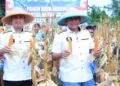 PANEN JAGUNG : Direktur Reserse Kriminal Khusus (Dirrkrimsus) Polda Banten Komisaris Besar Polisi (Kombespol) Yudhis Wibisana (tengah) melakukan panen jagung. (ISTIMEWA)