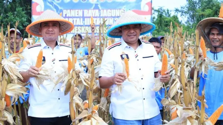 Polda Banten Panen 20 Ton Jagung di Lahan 10 Hektare