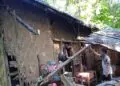 TIDAK LAYAK : Rumah warga Cikawung Girang, RT/RW 002/004, Desa Ujungjaya, Kecamatan Sumur, Kabupaten Pandeglang kondisinya tidak layak huni dan ambruk. (ISTIMEWA)
