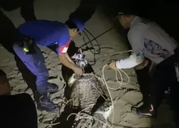 Damkar Ringkus Buaya 3 Meter di Pesisir Cihara