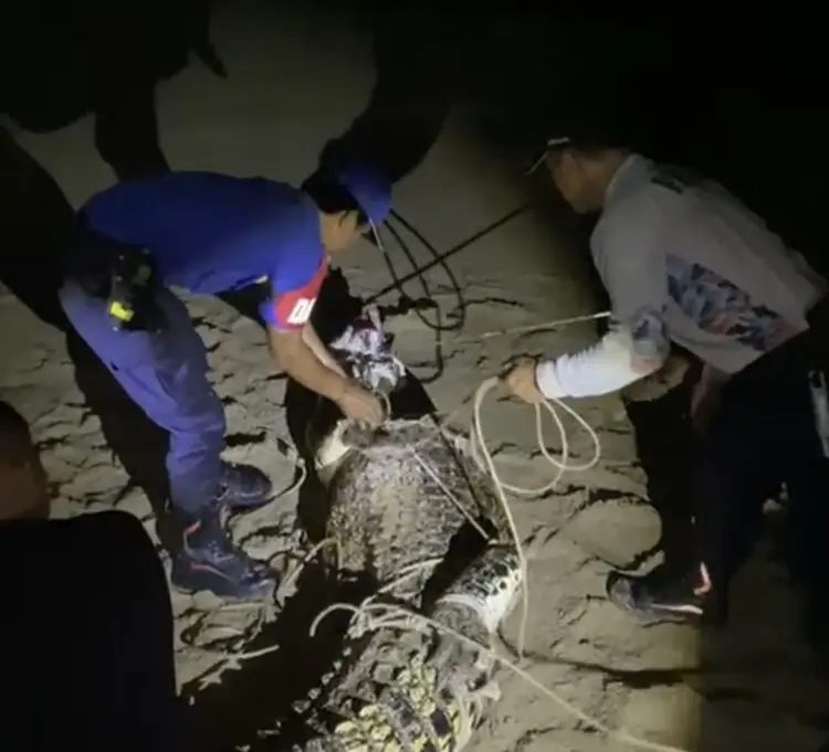 Damkar Ringkus Buaya 3 Meter di Pesisir Cihara