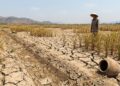 Ribuan Hektare Sawah di Banten Terdampak Kekeringan, 223 Ha Puso