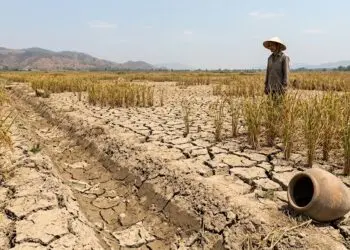 Ribuan Hektare Sawah di Banten Terdampak Kekeringan, 223 Ha Puso