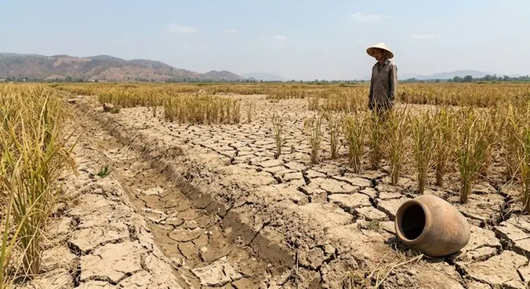 Ribuan Hektare Sawah di Banten Terdampak Kekeringan, 223 Ha Puso