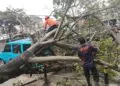Pohon Keropos Timpa Mobil di Serpong, Pengemudi Selamat Usai Keluar Terima Telepon