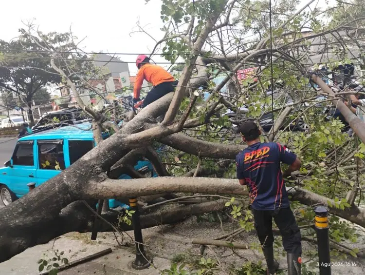 Pohon Keropos Timpa Mobil di Serpong, Pengemudi Selamat Usai Keluar Terima Telepon