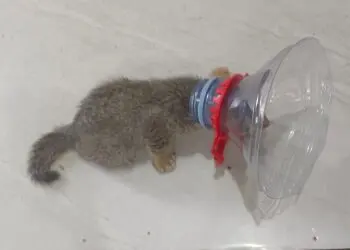 BPBD Kota Tangerang Evakuasi Kucing dari Galon Air