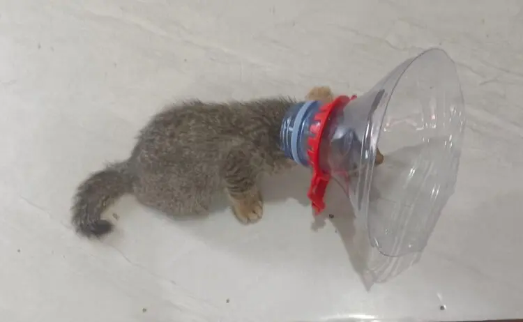 BPBD Kota Tangerang Evakuasi Kucing dari Galon Air