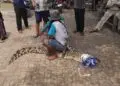 Geger! Petani di Cikupa Diserang Induk Buaya Saat Berkebun, BPBD Temukan 40 Butir Telur di Cimanceuri