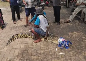 Geger! Petani di Cikupa Diserang Induk Buaya Saat Berkebun, BPBD Temukan 40 Butir Telur di Cimanceuri