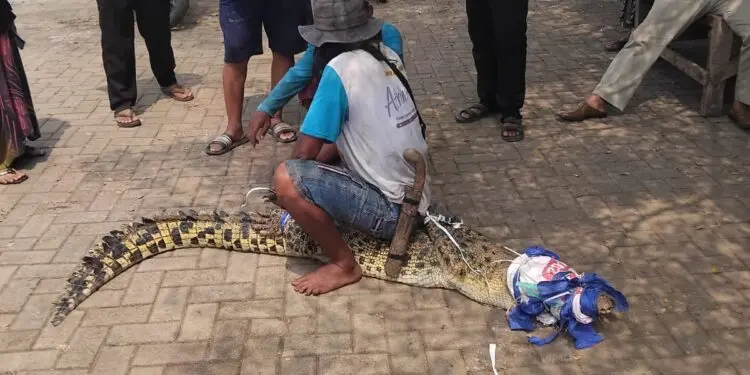 Geger! Petani di Cikupa Diserang Induk Buaya Saat Berkebun, BPBD Temukan 40 Butir Telur di Cimanceuri