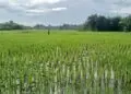 Imbas Kemarau Panjang, 43 Hektare Sawah di Kabupaten Tangerang Terancam Puso