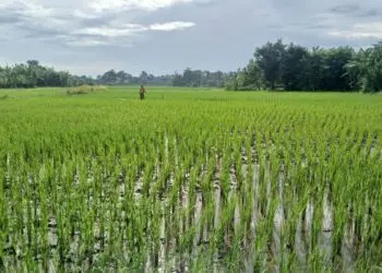 Imbas Kemarau Panjang, 43 Hektare Sawah di Kabupaten Tangerang Terancam Puso