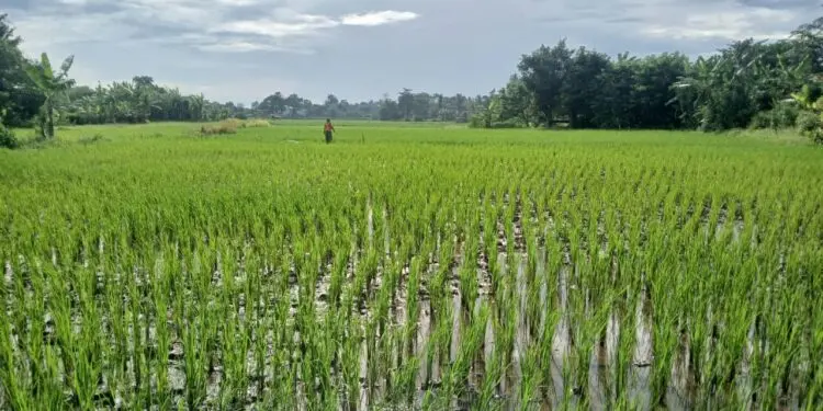 Imbas Kemarau Panjang, 43 Hektare Sawah di Kabupaten Tangerang Terancam Puso