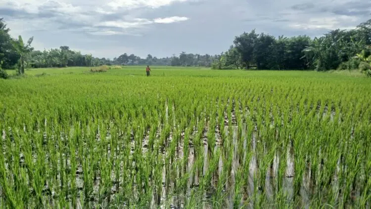 Imbas Kemarau Panjang, 43 Hektare Sawah di Kabupaten Tangerang Terancam Puso