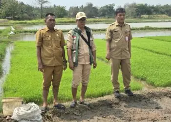 DPKP Kabupaten Tangerang Uji Coba Tanam Padi Sistem Tabela
