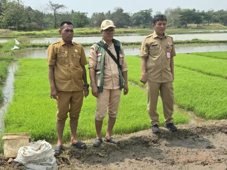 DPKP Kabupaten Tangerang Uji Coba Tanam Padi Sistem Tabela