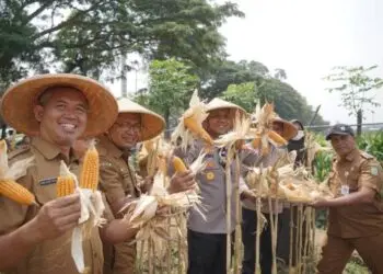 Panen Jagung Wilayah Batuceper