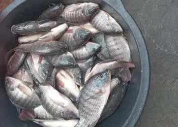 Ribuan Ikan Mati di Situ Cangkring Tangerang, DLH Turun Tangan dan Larang Warga Konsumsi