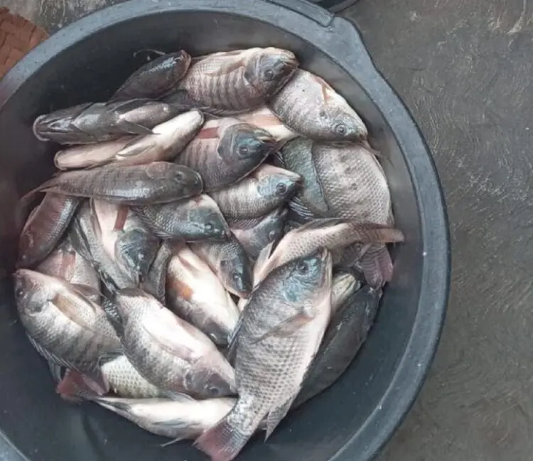 Ribuan Ikan Mati di Situ Cangkring Tangerang, DLH Turun Tangan dan Larang Warga Konsumsi