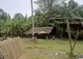 Ditinggal Ngopi, Warga Lebak Kehilangan 2 Kerbau Senilai Rp 80 Juta