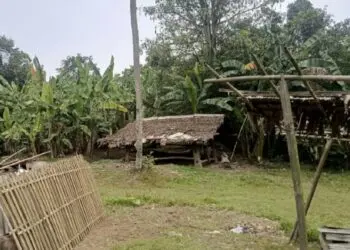 Ditinggal Ngopi, Warga Lebak Kehilangan 2 Kerbau Senilai Rp 80 Juta