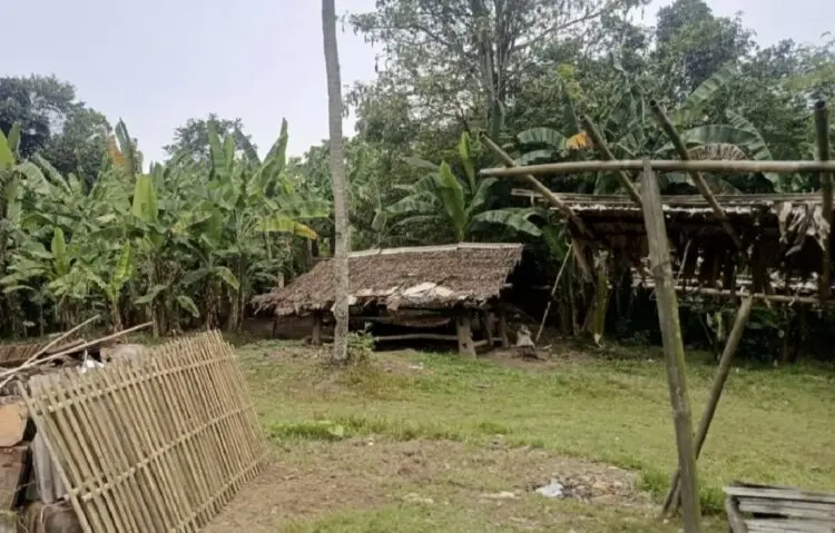 Ditinggal Ngopi, Warga Lebak Kehilangan 2 Kerbau Senilai Rp 80 Juta