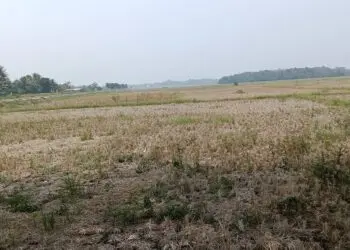 KERING : Lebih dari 2.500 hektare areal persawahan di Kecamatan Tunjungteja mengalami kekeringan. Dua Daerah Irigasi (DI) yaitu Cisangu Atas dan Cisangu bawah tidak berfungsi meski sudah diperbaiki. (ADIB FAHRI/SATELITNEWS.COM)