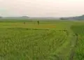 Ribuan Hektare Lahan Pertanian Menyusut, Pemprov Lakukan Pengamanan