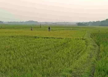 Ribuan Hektare Lahan Pertanian Menyusut, Pemprov Lakukan Pengamanan