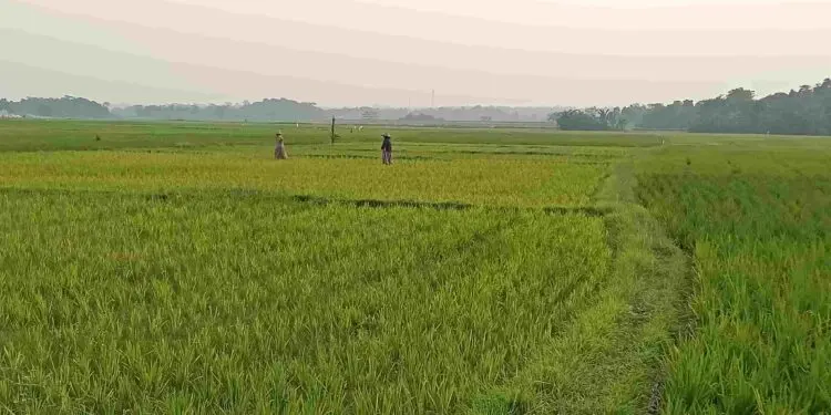 Ribuan Hektare Lahan Pertanian Menyusut, Pemprov Lakukan Pengamanan