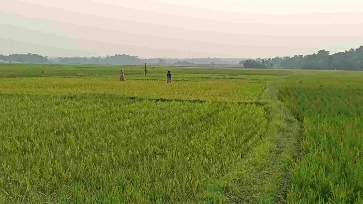 Ribuan Hektare Lahan Pertanian Menyusut, Pemprov Lakukan Pengamanan
