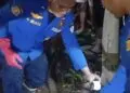 Ular King Kobra Berbobot 10 Kg Resahkan Warga di Lebak