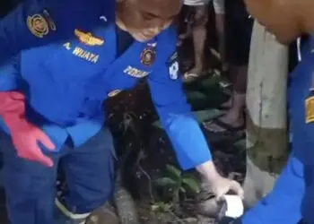 Ular King Kobra Berbobot 10 Kg Resahkan Warga di Lebak