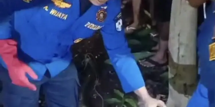Ular King Kobra Berbobot 10 Kg Resahkan Warga di Lebak