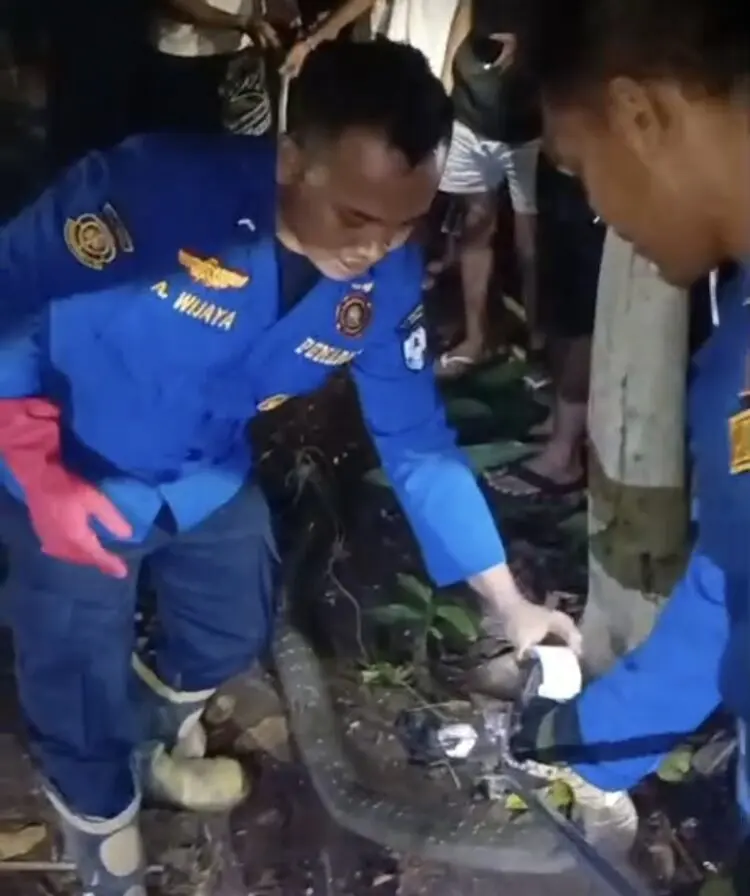 Ular King Kobra Berbobot 10 Kg Resahkan Warga di Lebak