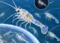32 Ribu Benih Lobster Diamankan Polres Lebak, Kerugian Negara Rp 4,8 Miliar